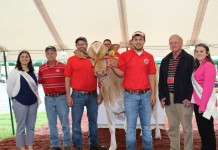 National Guernsey Sale nets high bids in Holmes County