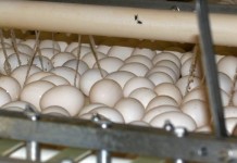 Bird flu biosecurity: Pa. imposes interstate quarantine Eggs on a conveyor.