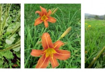 Wild foods to try this summer lily, plantain and dandelion