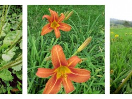 lily, plantain and dandelion