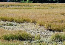 Crops are getting ugly out there