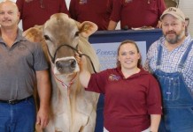 At national sale in Pa., top Brown Swiss brings $18,700 bid