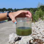 Lake Erie algae bloom less severe than expected Harmful algae in a jar.