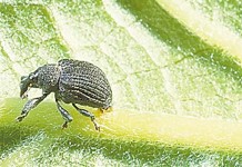 Yellow poplar weevil impacting trees in W.Va. yellow poplar weevil