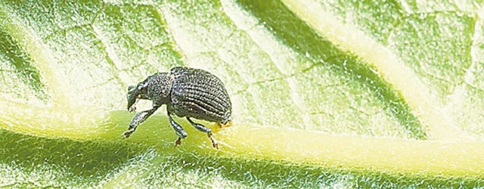 yellow poplar weevil