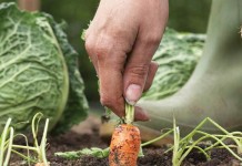 COVID-19 pandemic boosts interest in home gardening carrots and cabbage in garden