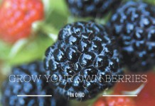 Here’s the scoop on growing berries in Ohio raspberries