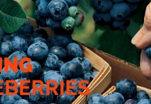 Ask Jen about picking berries picking blueberries