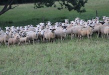 Scoring pastures yearly can help identify trends Sheep