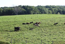 Grass tetany could be looming for cattle, sheep cattle pasture