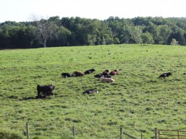 cattle pasture