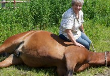 Betty Vernon: A force to be reckoned with on the harness racing track Betty Vernon- outrider