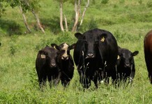 How to determine if cattle are bulls, steers, cows or heifers Heifers, calves and a bull in a pasture