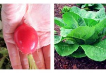 Fall gardening guide radishes, lettuce and carrots