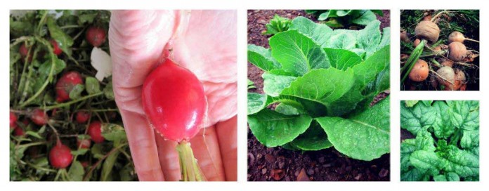 radishes, lettuce and carrots