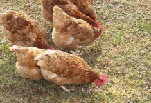 Poultry exhibit ban lifted in West Virginia, but producers warned to stay alert chickens in yard