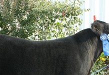 Columbiana County Fair market livestock sale results Columbiana County Fair grand champion project steer