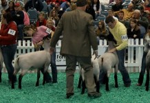 Kentucky state officials shake up NAILE leadership NAILE sheep judging