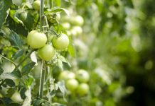 Tomato cultivars for Ohio gardens