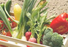 Ask Jen about what to do with too many tomatoes basket of vegetables