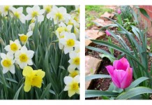 How to plant bulbs this fall fall bulbs: daffodils, tulips, peonies, irises