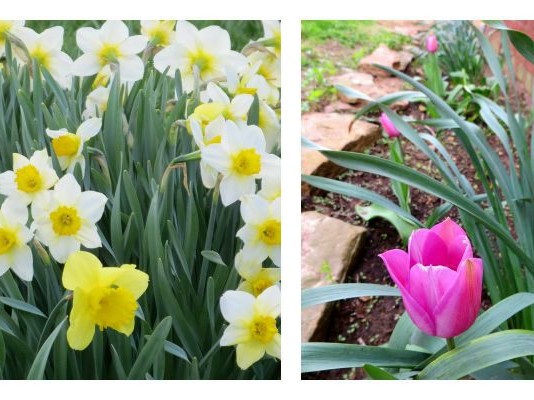 fall bulbs: daffodils, tulips, peonies, irises