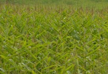 In Ohio, facing the poorest grain marketing circumstances poor corn 2015