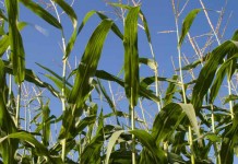 Modern corn hybrids more resilient to nitrogen stress field corn