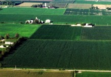 World economic woes hit home; soft grain trade, cattle to follow