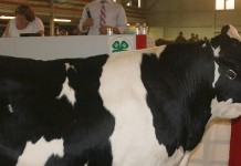 Ashland County Fair sale 2015