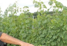 Grape crop may be a loss in 2015, but viticulturists hopeful for 2016 Grape field day