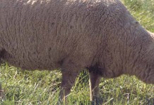 Eighty-nine pounds of wool sheared off of lost sheep sheep grazing