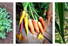 5 simple season extenders for the home garden cold hardy crops