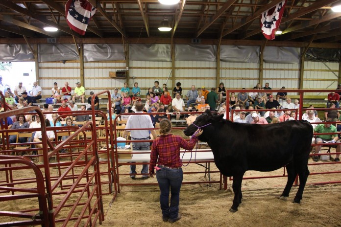 Stark County Fair livestock auction