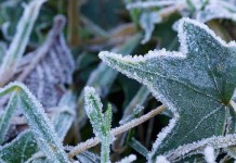 How to prepare your garden for fall frost and freeze frost on leaves