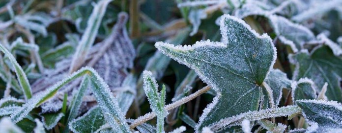 frost on leaves