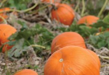 How to grow pumpkins: 7 tips pumpkin patch