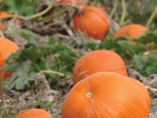 pumpkin patch