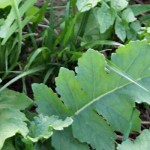 Cover crops may hold benefits: Veteran Columbiana County farmer likes what he sees Crop Partnership