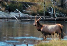 West Virginia leases 9,000 acres for elk reintroduction elk standing by water
