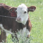 Herefords battle at futurity Hereford calf