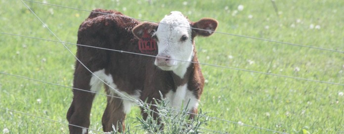 Hereford calf