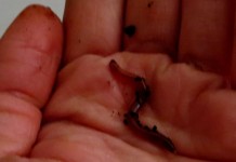 Vermicomposting: How to turn waste into compost over winter red wriggler worm for composting
