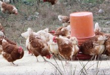 Preserving the birds of the past: Poultry conference promotes heritage poultry breeds