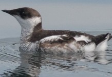 National Park Service produces Marbled Murrelet rap video Marbled Murrelet