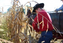 ‘It’s a heritage thing’: Ohioans keep hand corn husking tradition alive