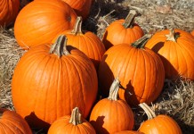 Pumpkin Nut Cookies with Frosting