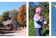 How to put pick-your-own apples to good use apple orchard, toddler picking apples and ear of corn on stalk
