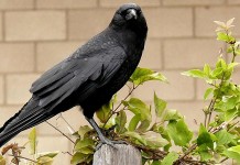 Crafty crows are smarter than we think crow perched on post