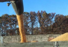 Dissecting the Sgt. Schultz market harvesting and pouring corn